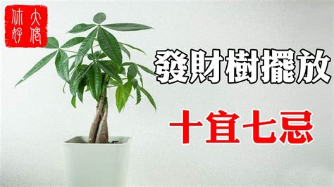 發財樹開花結果 水代表什麼